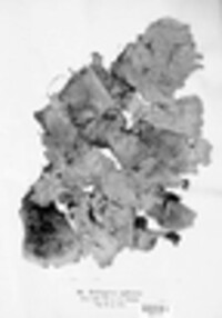 Peltigera aphthosa image